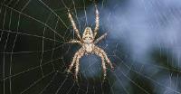 Home Spider Control Perth image 1